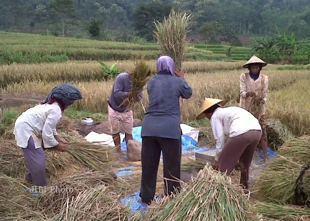 Petani dan Pelaku Usaha Diminta Perkuat Rantai Pasok Pangan Nasional
