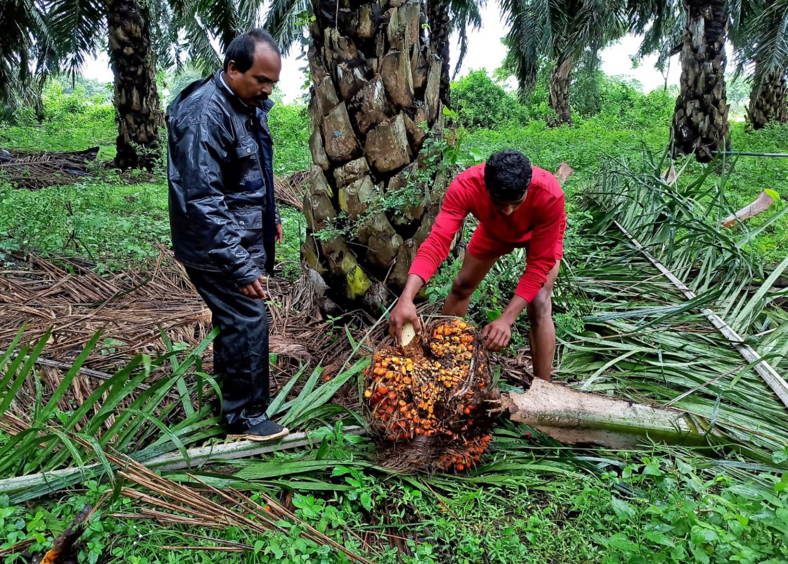 Petani memeriksa tandan buah kelapa sawit saat panen di perkebunan sawit
